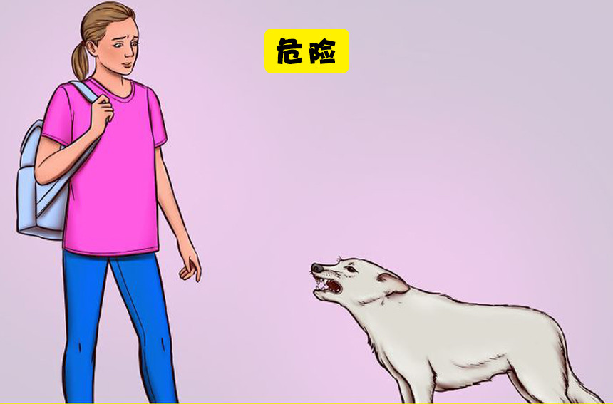 面对流浪狗的行为准则：当你面对流浪狗的时候应该注意的事情