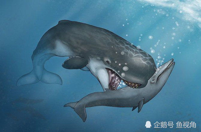 史上最强的齿鲸,牙齿如炮弹粗,长达36厘米,曾与巨齿鲨共享江山!_腾讯