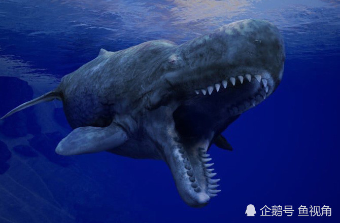 史上最强的齿鲸,牙齿如炮弹粗,长达36厘米,曾与巨齿鲨