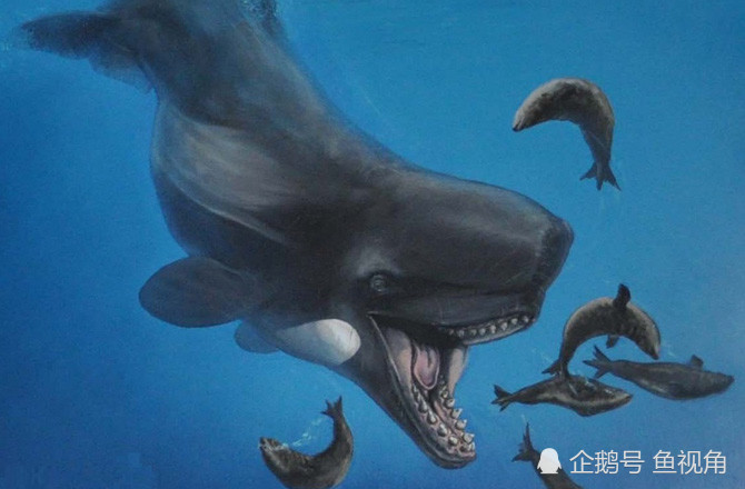 史上最强的齿鲸,牙齿如炮弹粗,长达36厘米,曾与巨齿鲨