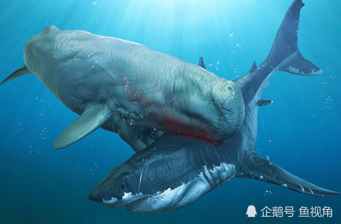 史上最强的齿鲸,牙齿如炮弹粗,长达36厘米,曾与巨齿鲨共享江山!