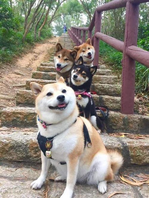 如何解读日本柴犬的心情?向往优宠_宠物课堂,柴犬哪里