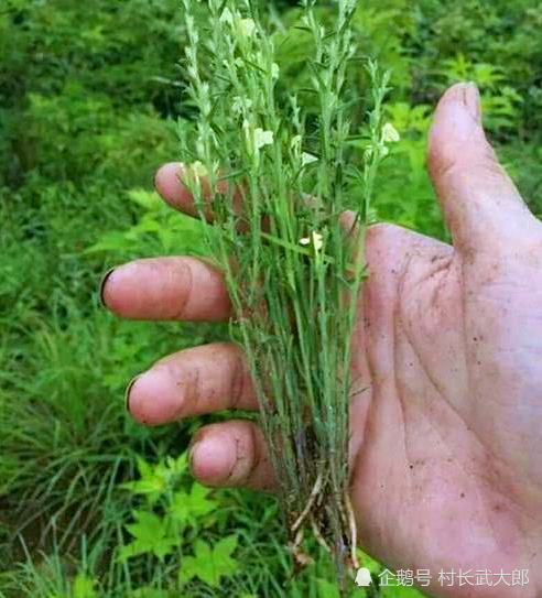 健脾胃去疳积,消黄疸 殊不知这种不起眼的小草,还是一种特别好的草药