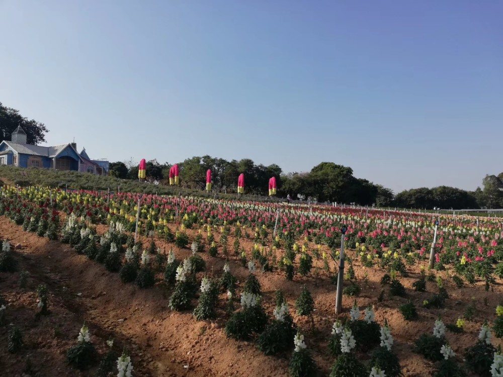 東莞夢幻百花洲,東莞夢幻百花洲[介紹+地址門票+開放時間+電話交通]---廣東旅游景點名勝古跡風景區(qū)圖片(圖1)