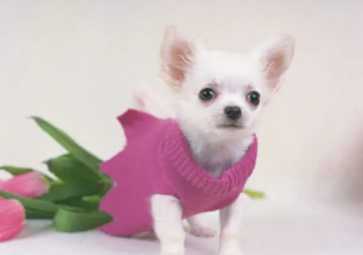 狗狗来大姨妈会难受么