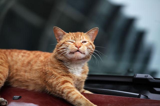 里面的猫咪探头探脑的非常萌,各种表情在猫包里,让人忍不住嘴角上扬