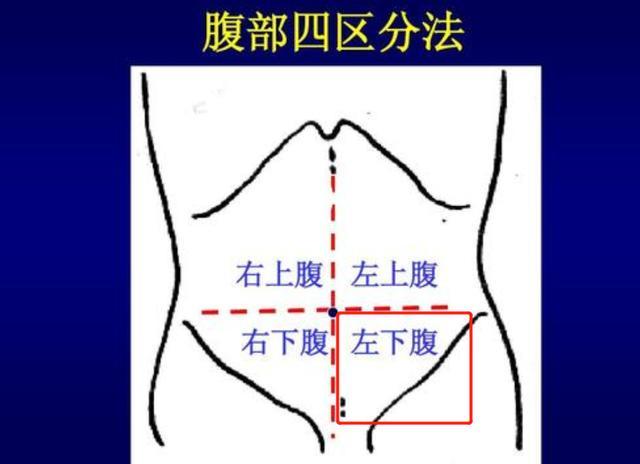 尽管在人体左下腹位置(见上图)的器官主要是肠道,但一些肾脏,甚至肿瘤
