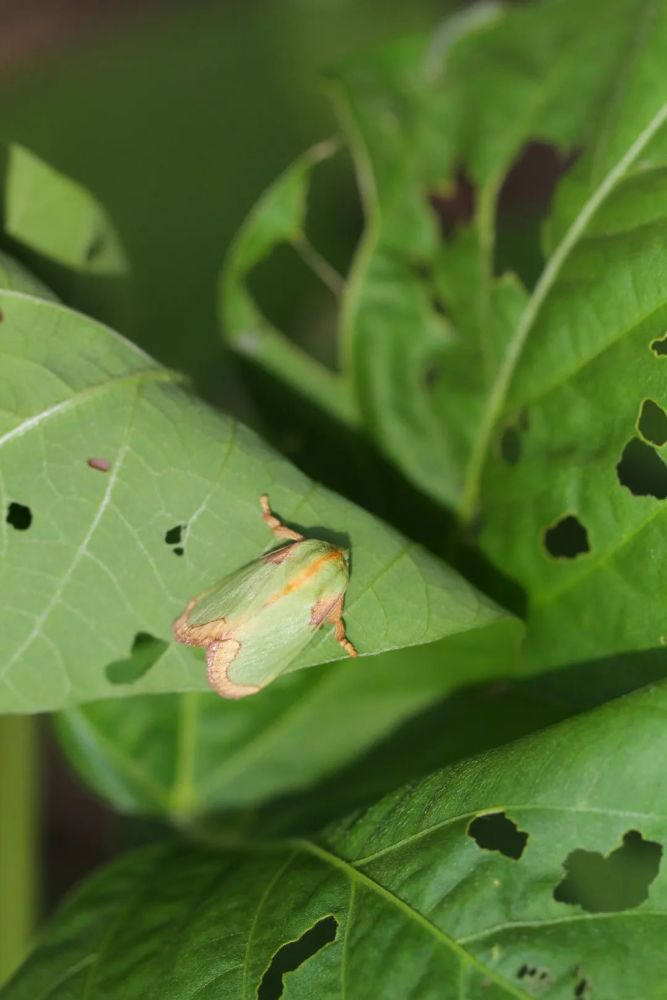 褐边绿刺蛾 这是褐边绿刺蛾,成虫头部和胸背粉绿色,胸背中央有一棕色