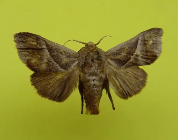桑褐刺蛾 这是桑褐刺蛾,成虫褐色至深褐色