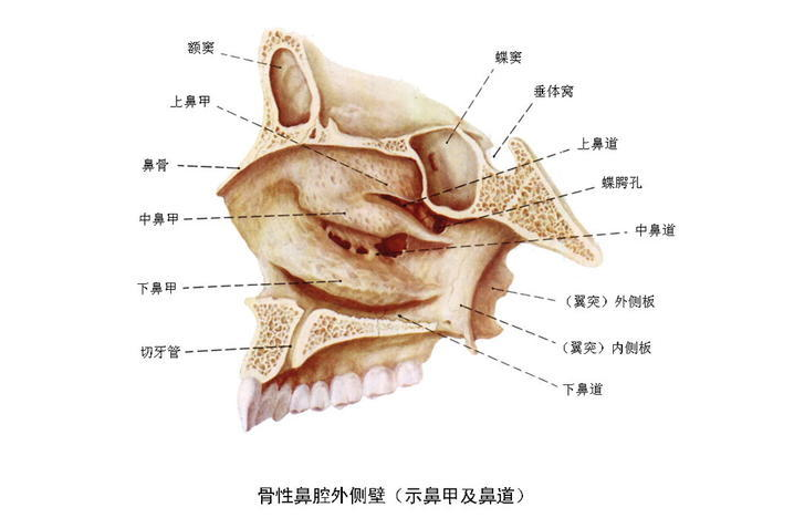 以上图所示,翼管神经通过蝶腭孔进入鼻腔后叫鼻后神经.
