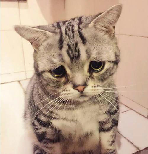 猫：看到那条500万流量的喂猫视频，我自闭了