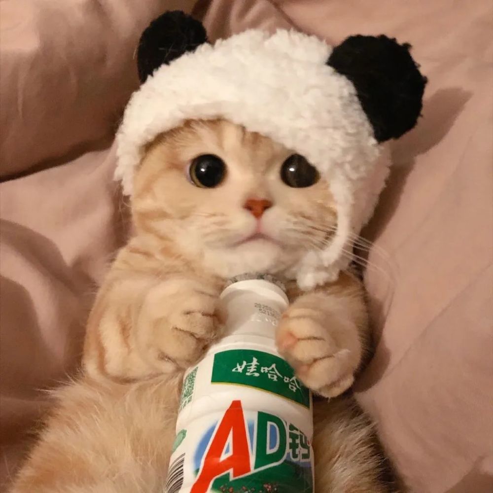 【表情包】猫咪表情包系列～我有ad钙奶你要吗?