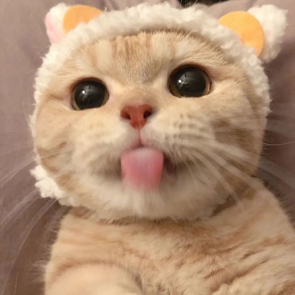 【表情包】猫咪表情包系列～我有ad钙奶你要吗?