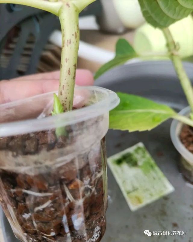 敲重点:绣球花的繁殖可以扦插,扦插方式有水培扦插或者土培扦插怂 