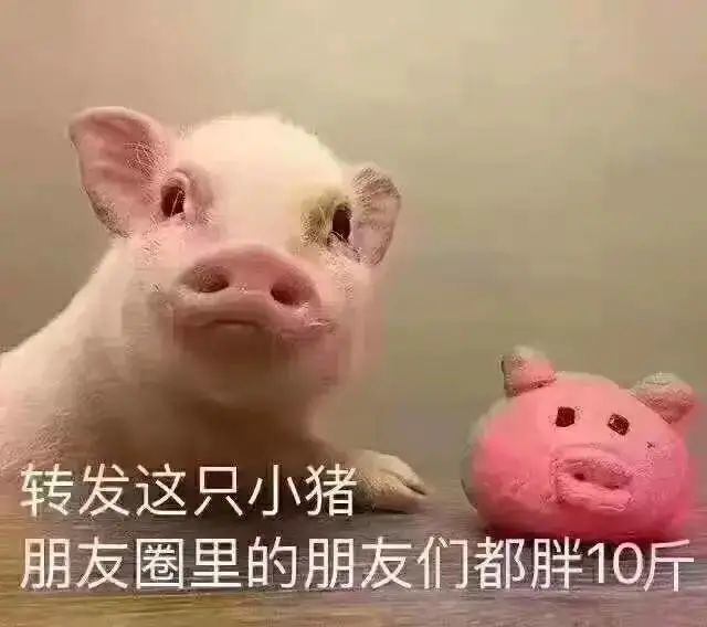 表情包猪子表情包小猪表情