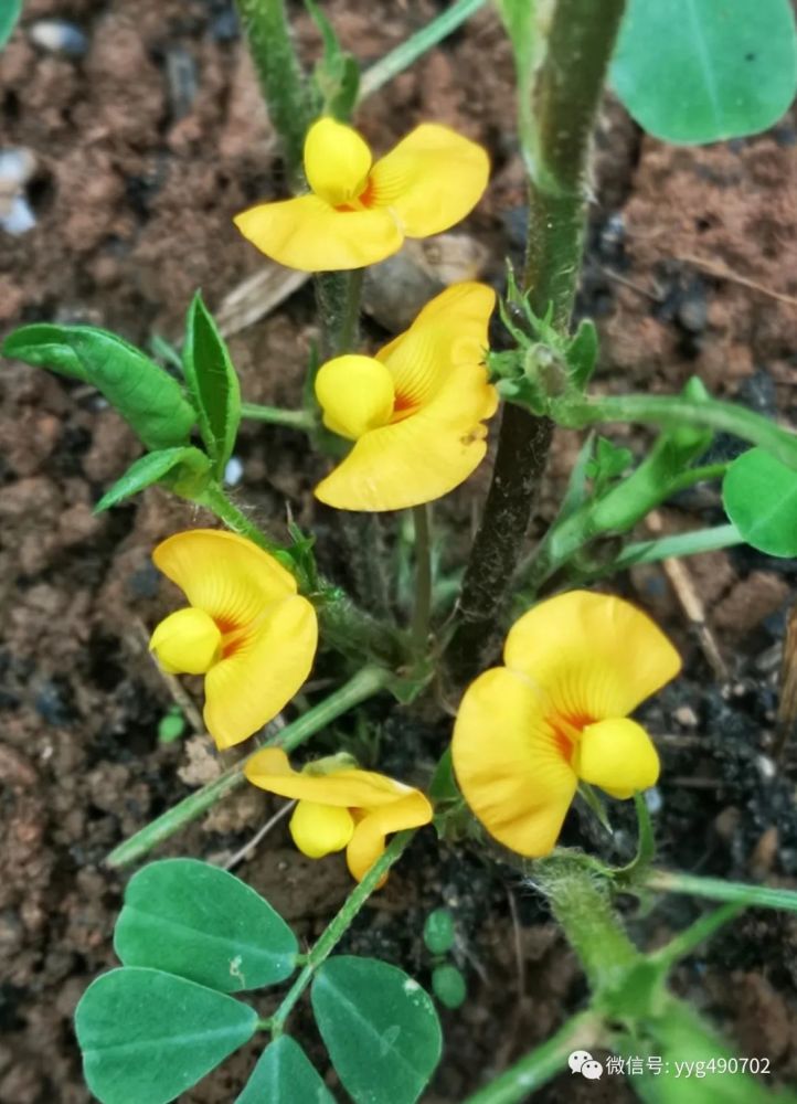 奇妙的"花生形成过程"揭秘