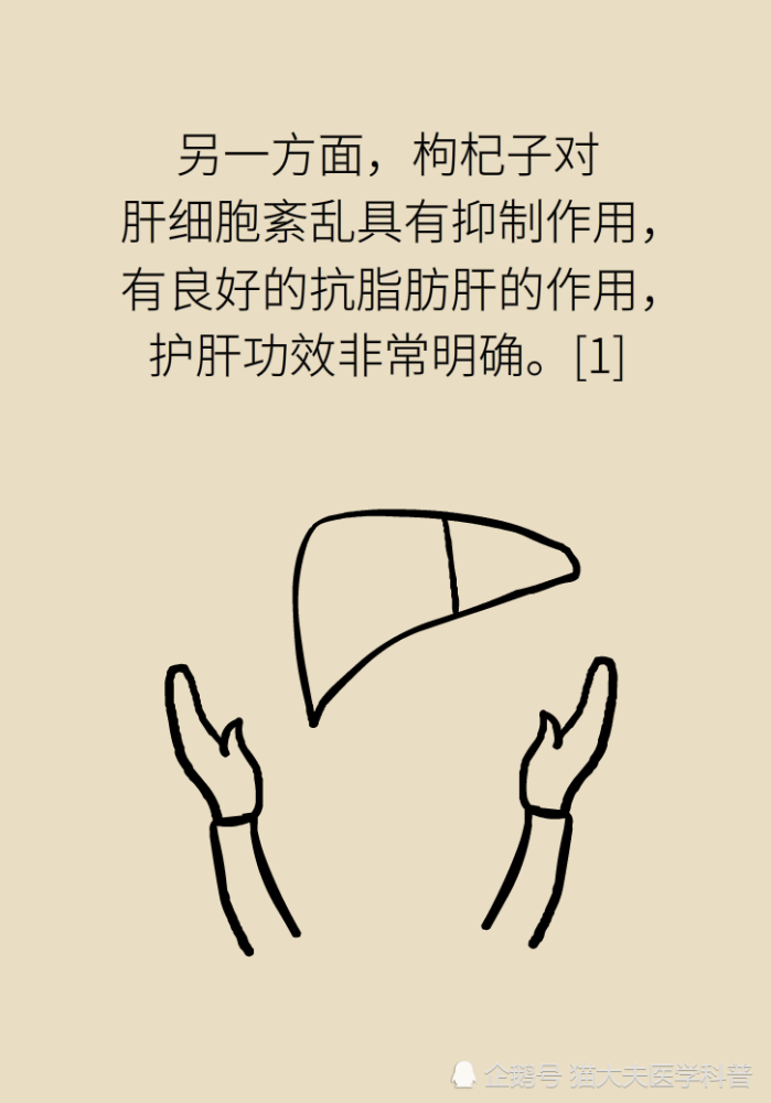 成天喝着泡枸杞，但你真的了解它吗？