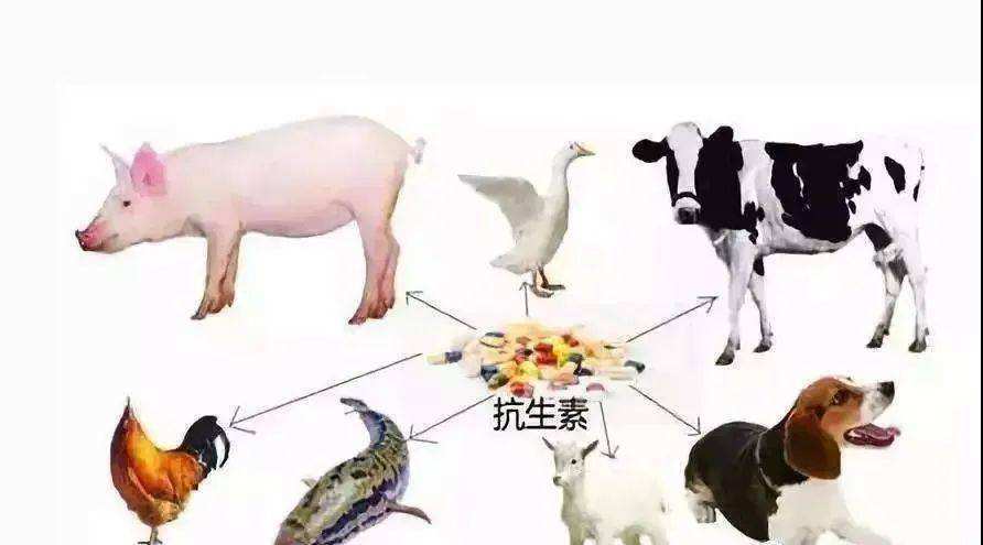 饲料禁抗元年如何选择安全有效的替抗产品