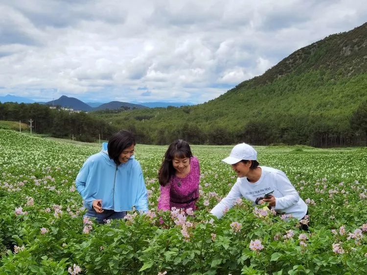 约起,到鹤庆马厂看洋芋花去