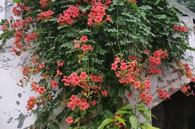 凌霄花——攀爬植物中的花海王者.阴差阳错而产生的美丽