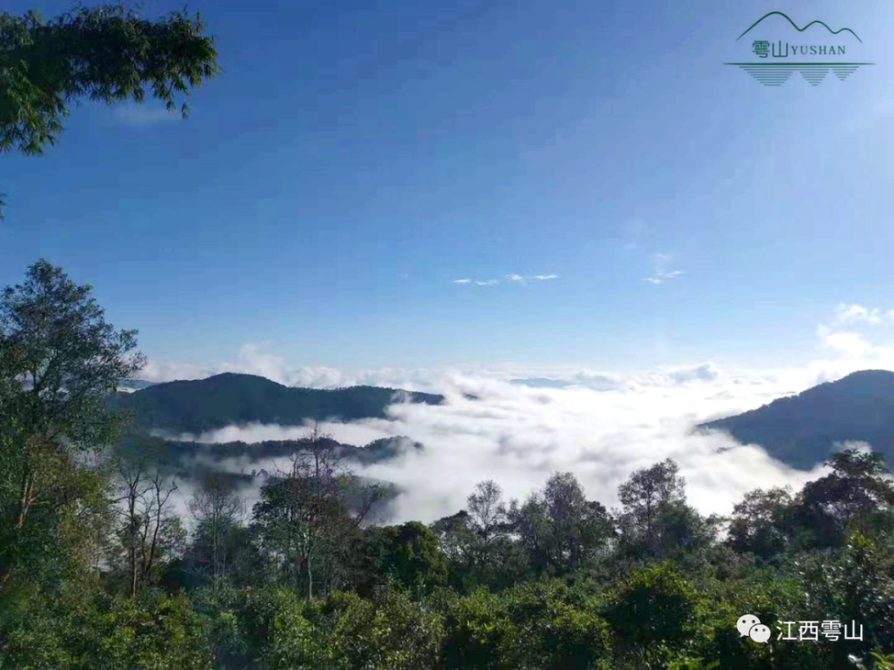 江西雩山古树香榧