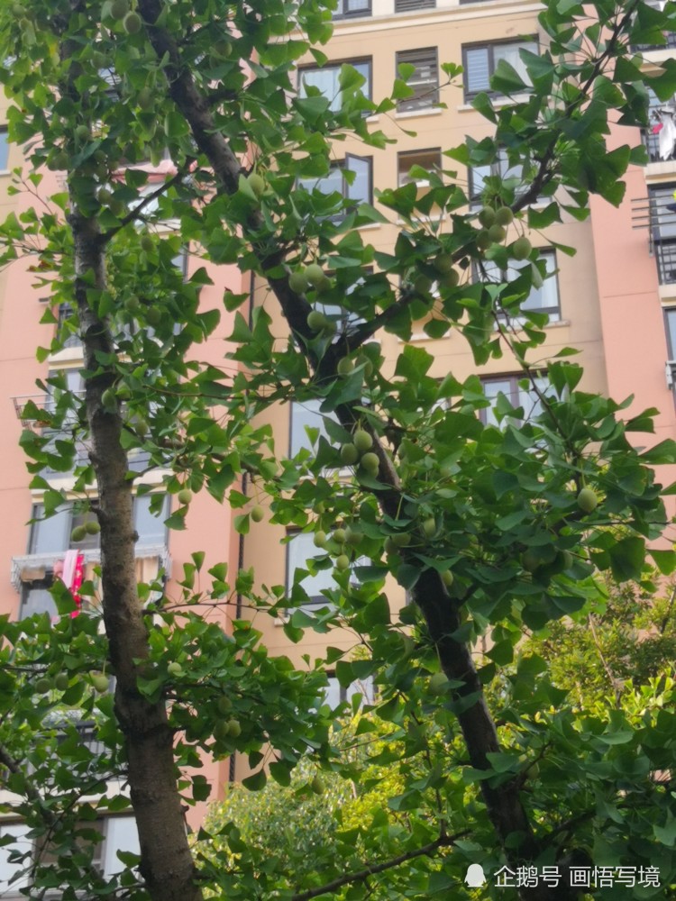 在富有生机的夏天里看银杏树