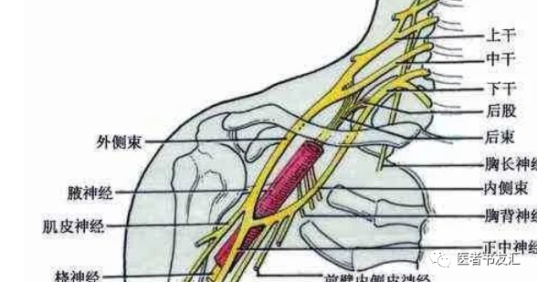 其中: 经灰交通支连于8对颈神经,并随颈神经分支分布至头颈和上肢的