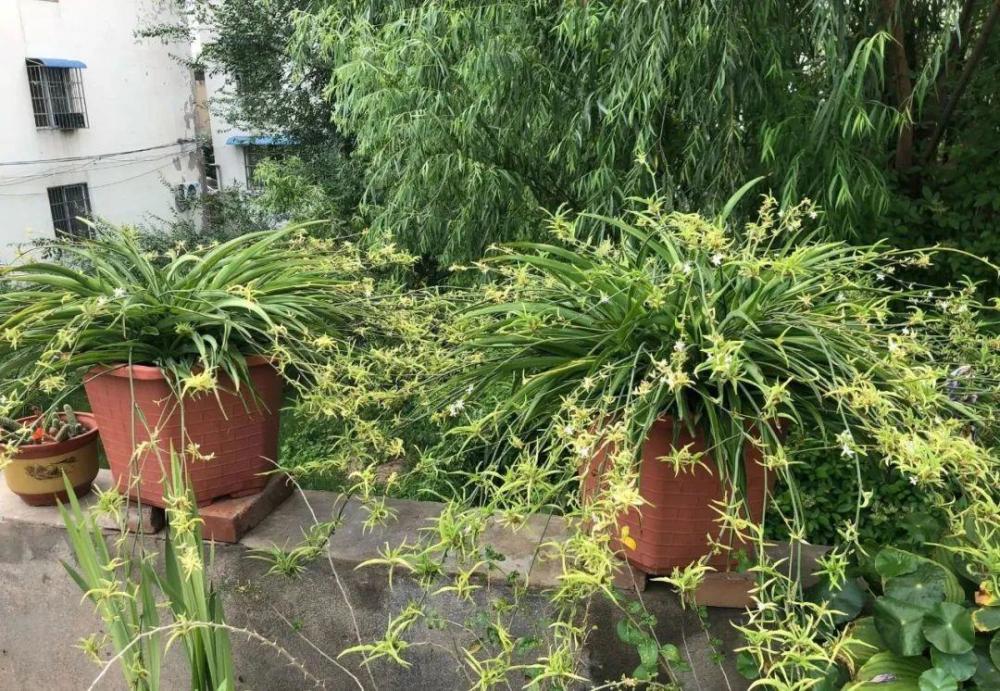 1盆吊兰抽出50个茎,提起来变老桩,真稀罕!