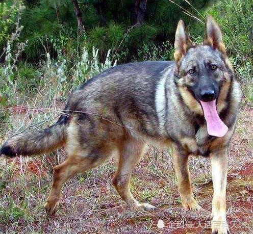 威武帅气的昆明犬是我国现役警犬中唯一的国产犬