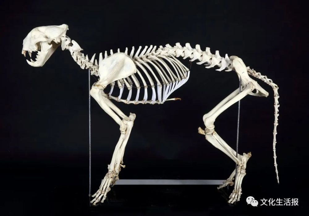 华南虎骨骼标本2老虎的领地意识虎通常单独活动,只有在繁殖季节雌雄才