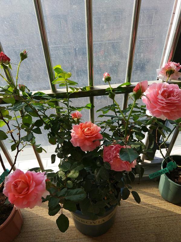 芳香王和果汁阳台类似,都是四季勤花的丰花月季,只要你养得不错,养分