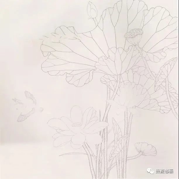工笔荷花画法步骤图解