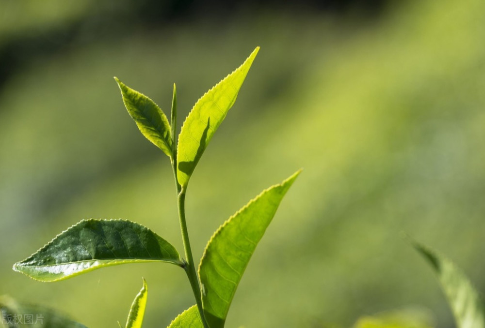 农民种植茶树,选种选地加管理,掌握这3点技巧高产优质