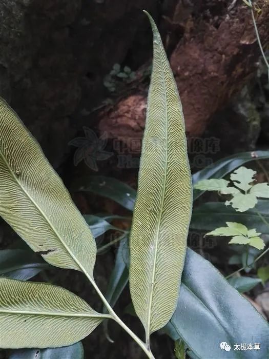 散血莲,见过吗?能祛风除湿,活血止痛,清热解毒