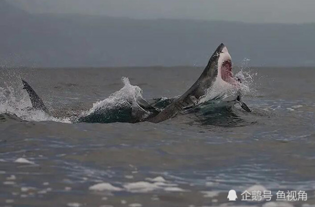 4米大白鲨猎杀10米座头鲸,策略先尾后头,科学家首次