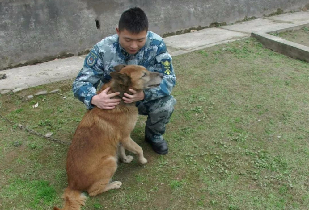 军犬退休后该何去何从,可以领养吗?它们值得享受晚年生活