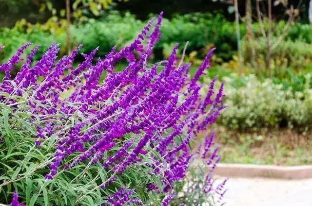 一年生草本植物,茎直立,株高 30～60厘米,开蓝色或蓝紫色花,具有强烈