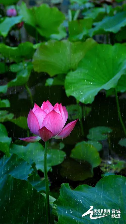 也吸引了许多慕名而来的游客 欣赏美景,拍照留念 雨中荷花更加艳丽