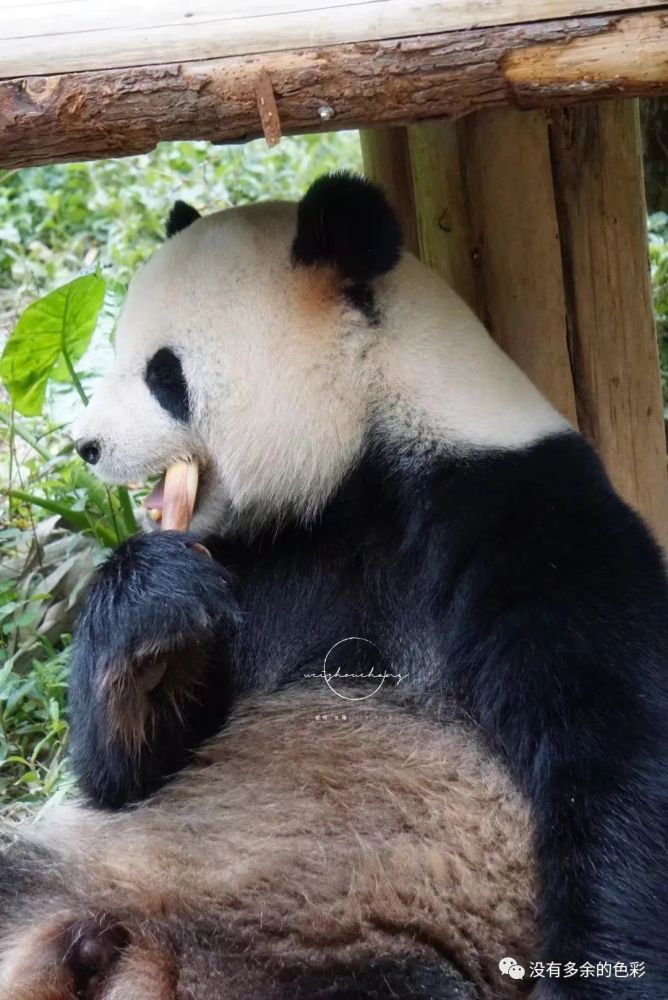漂亮银柯今天生日快乐哈，可爱的仓鼠脸太惹人爱了
