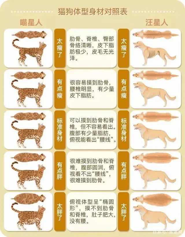 猫咪狗狗肥胖检测——你家的那位超标了吗?