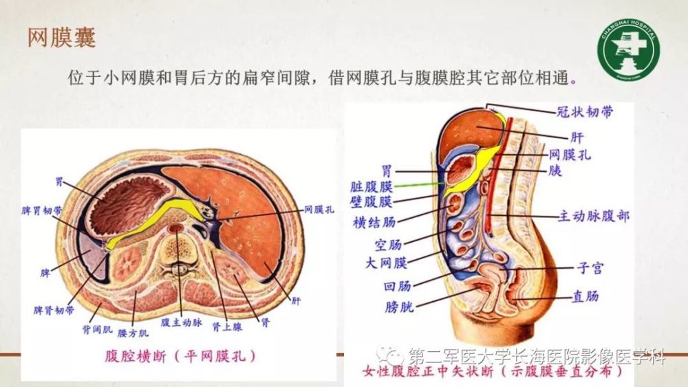 腹膜相关结构的影像解剖