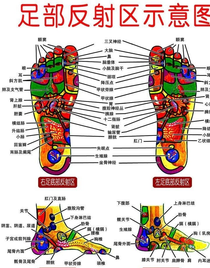 足部各反射区位置,操作手法和作用