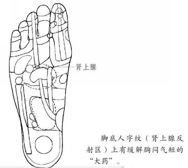 (一) 肾上腺反射区 【位置】双足底跖骨与跖趾关节所形成的脚掌中央"