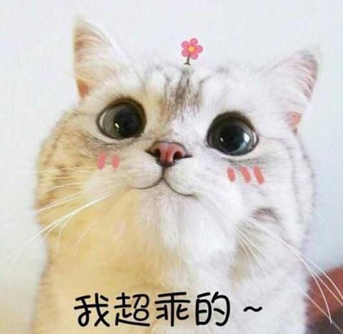 猫咪:有事吗?你的小可爱已下线!