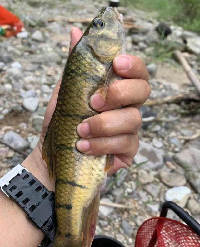 有人却钓起一条"快有一斤"的巨型溪石斑,堪称近年来罕见的溪石斑鱼王