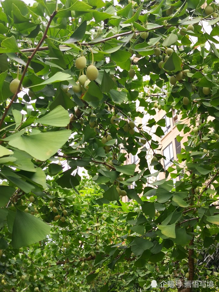 在富有生机的夏天里看银杏树