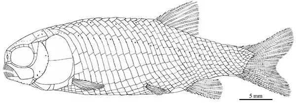 科学家发现清道夫型新鳍鱼类化石