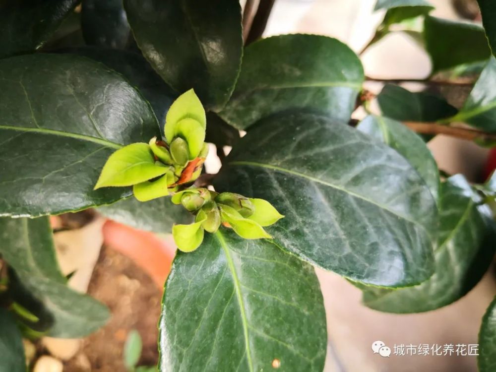 茶花"葡萄苞"是怎么回事?苗弱根太差,重点在复壮,来年