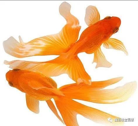 鱼的形象的饰品，都有什么寓意呢？