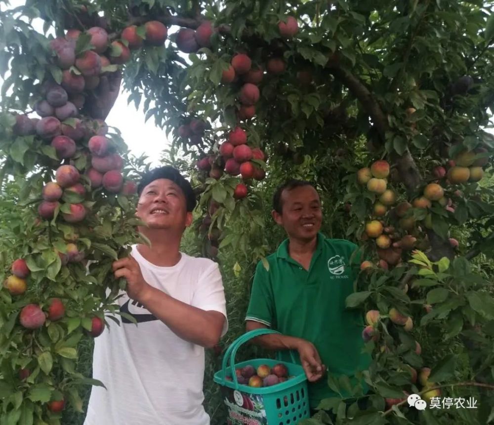 郭亚培和员工们正在满怀喜悦的采摘富硒水果李梅